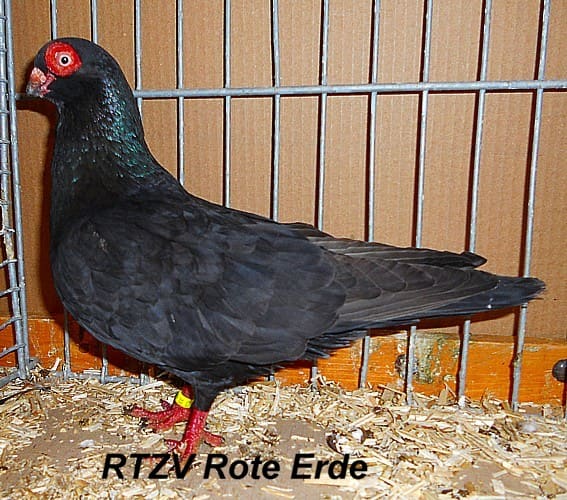 Spanisches Erdbeerauge, 2. Revierschau 2012