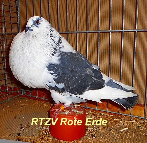 Gaditanokröpfer, 2. Revierschau 2012