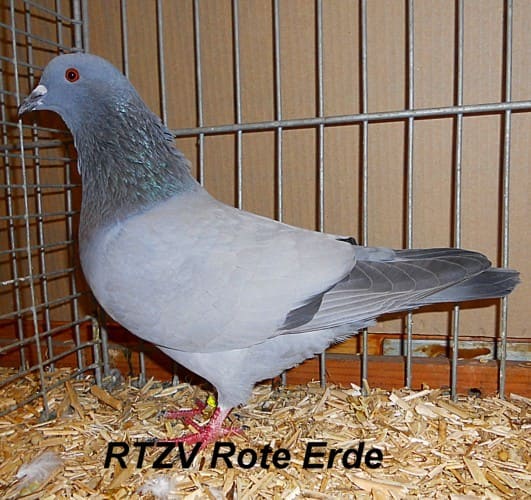Münsterländer Feldtaube, 2. Revierschau 2012