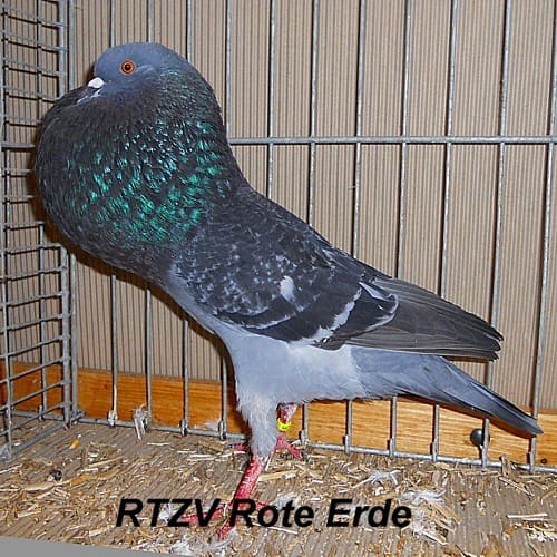Schlesischer Kröpfer, 2. Revierschau 2012