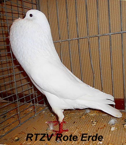 Schlesischer Kröpfer, 2. Revierschau 2012
