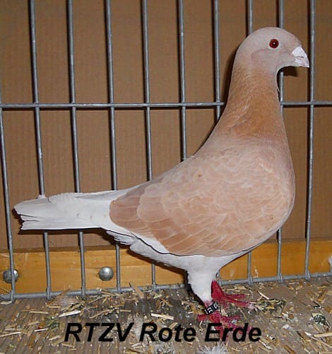 NL Schönheitsbrieftaube, 2. Revierschau 2012