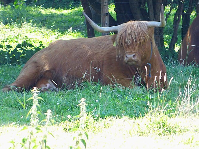 Zu Besuch auf Köhnemanns Ranch, Foto 7