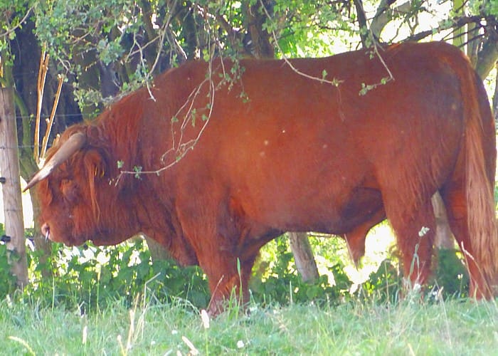 Rotbraunes Hochlandrind auf der Weide
