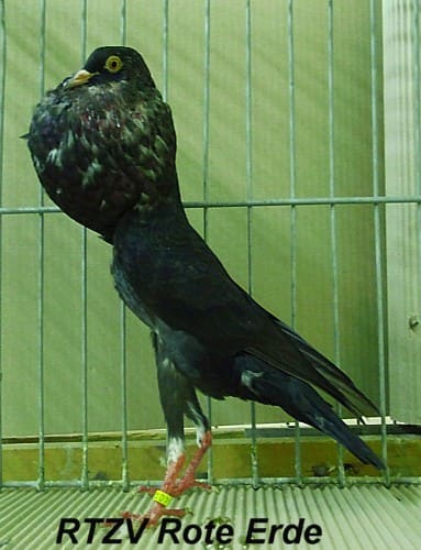 Taube der Rasse Brünner Kröpfer