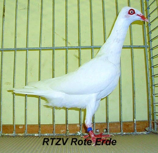 Taube der Rasse Stralsunder Hochflieger