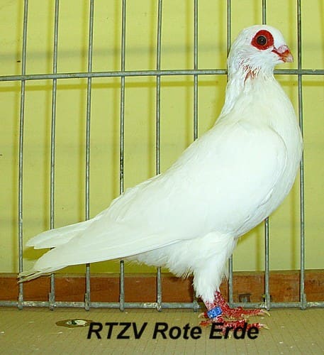 Taube der Rasse Spanisches Erdbeerauge