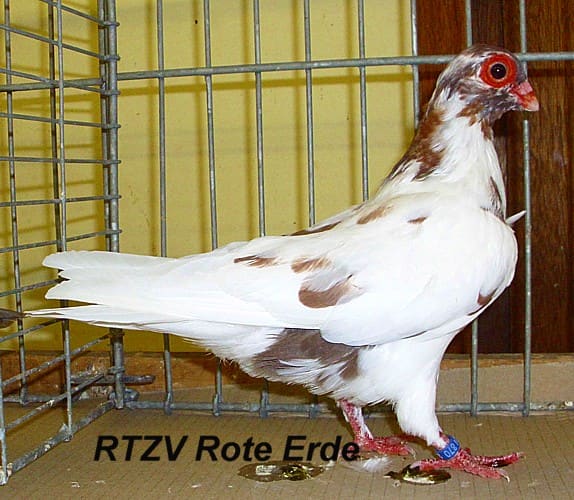 Taube der Rasse Spanisches Erdbeerauge