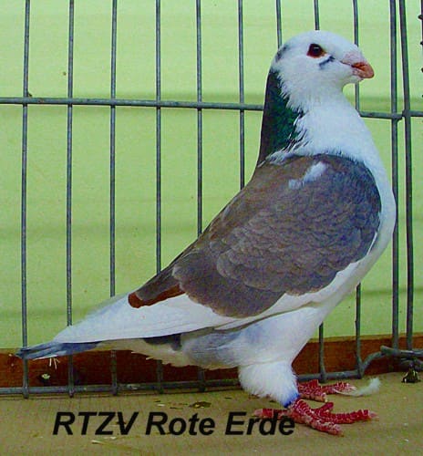 Taube der Rasse Show Racer