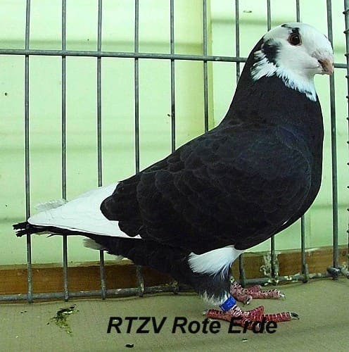 Taube der Rasse Show Racer