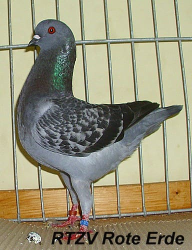 Taube der Rasse Dt. Modeneser