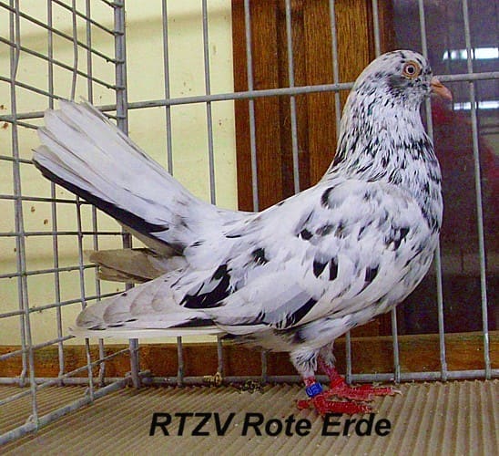 Taube der Rasse Orientalischer Roller