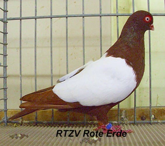 Taube der Rasse Wiener Weißschild