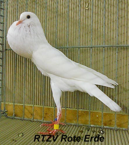 Taube der Rasse Brünner Kröpfer
