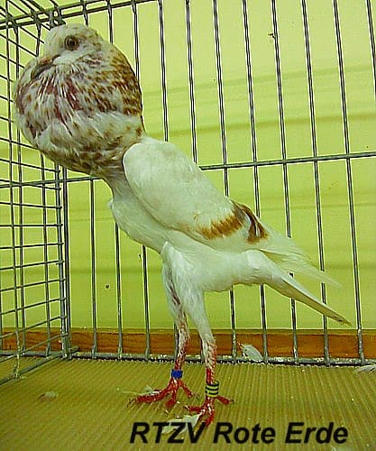 Taube der Rasse Brünner Kröpfer