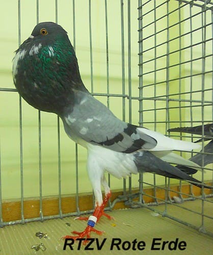 Taube der Rasse Brünner Kröpfer