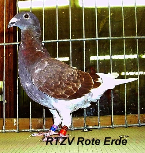Taube der Rasse Niederländische Schönheitsbrieftaube