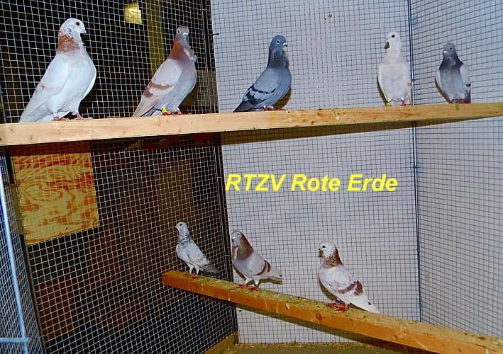 3. Revierschau in Dortmund, Foto 3