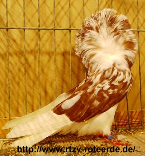 Perückentaube, 3. Revierschau 2013