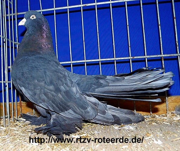 Persischer Roller, 3. Revierschau 2013