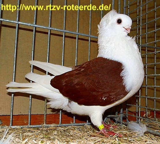 Altdt. Mövchen, 3. Revierschau 2013