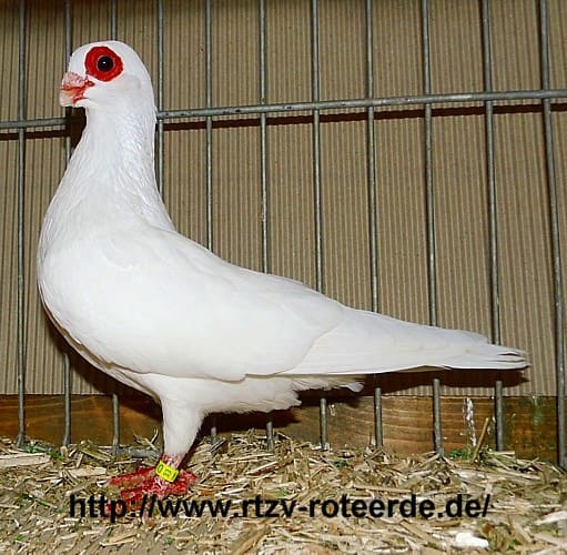 Spanisches Erdbeerauge, 3. Revierschau 2013