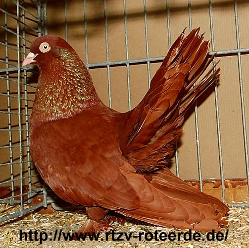 Debreciner Roller, 3. Revierschau 2013