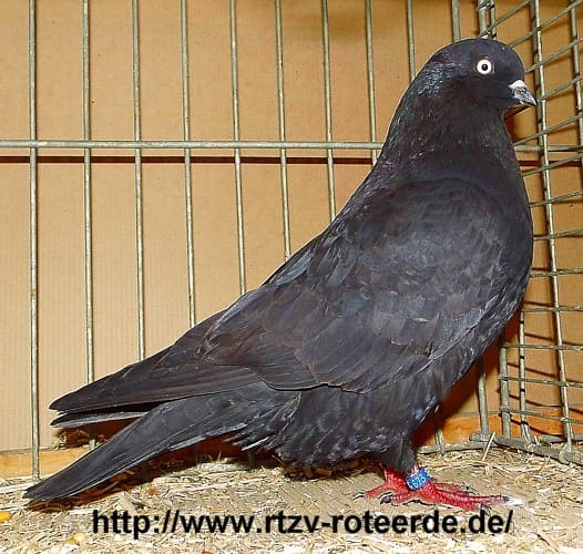 Kölner Tümmler, 3. Revierschau 2013