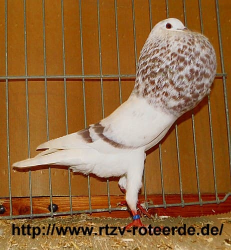 Schlesischer Kröpfer, 3. Revierschau 2013