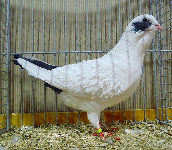 Gelockte Wammentaube, 3. Revierschau 2013