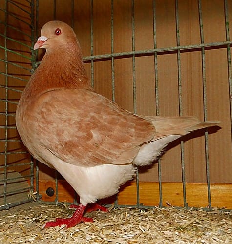 Texaner, 3. Revierschau 2013