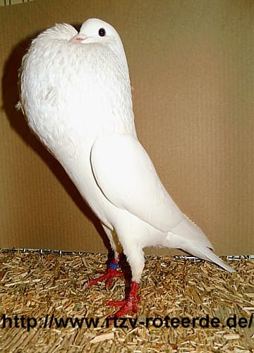 Champion: Schlesischer Kröpfer, 3. Revierschau 2013