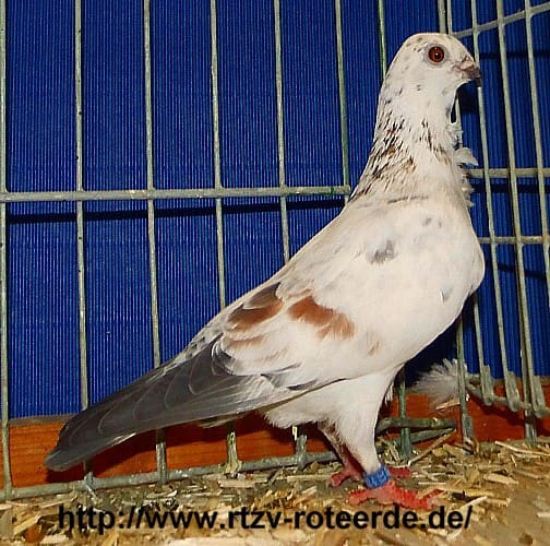 4. Revierschau in Dortmund, Foto 4