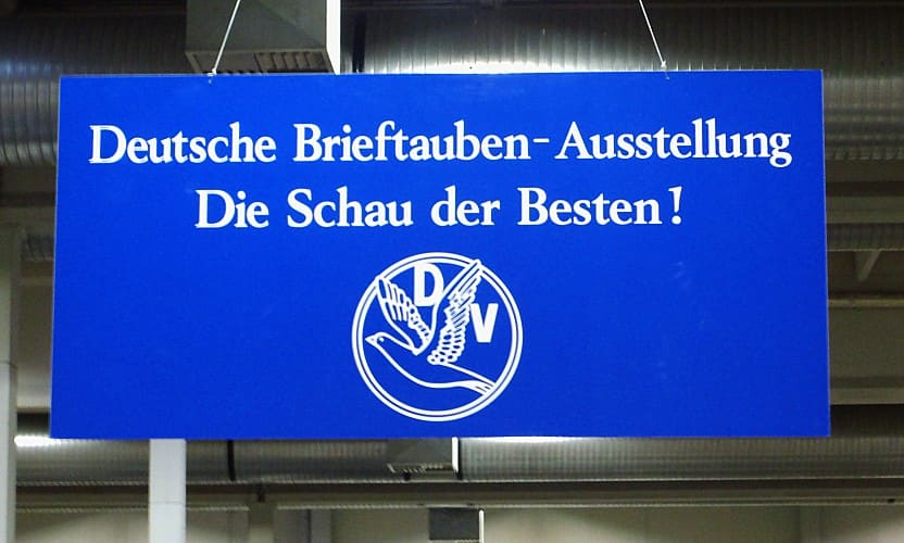 Aufbau der Ausstellungskäfige in der Halle