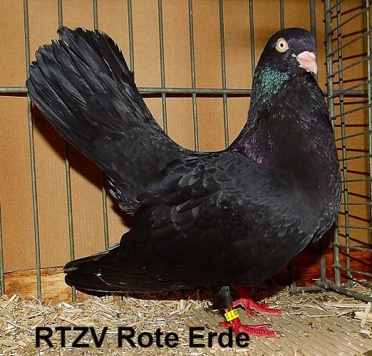 Orientalischer Roller, 4. Revierschau 2014