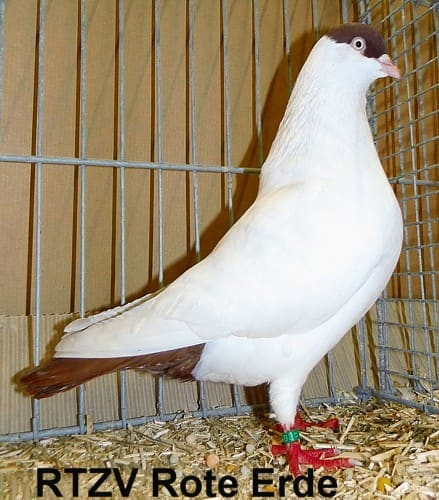 Kölner Tümmler, 4. Revierschau 2014