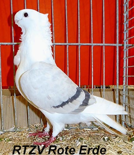 Turbitmövchen, 4. Revierschau 2014