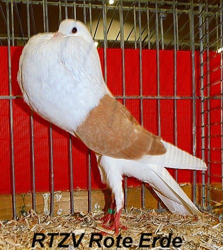 Voorburger Schildkröpfer, 4. Revierschau 2014