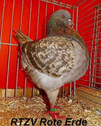 King, 4. Revierschau 2014