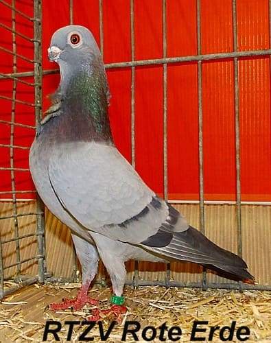 Figurita-Mövchen, 4. Revierschau 2014