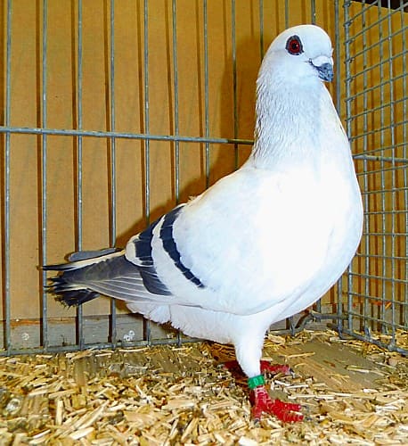 Damascener, 4. Revierschau 2014
