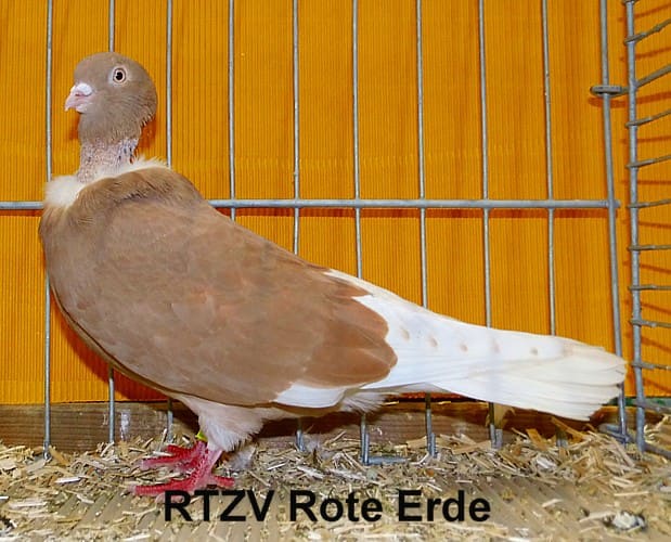 Rumänischer Nackthalstümmler, 4. Revierschau 2014