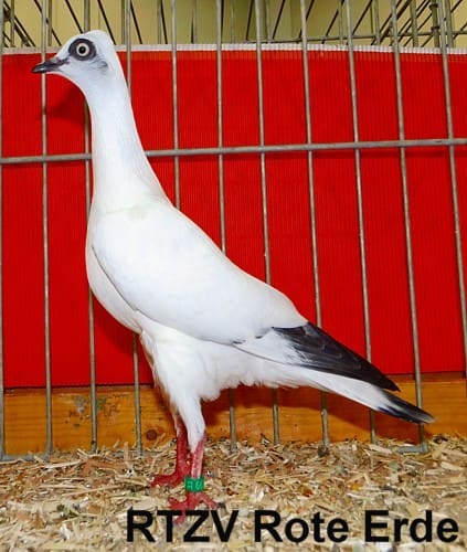 Wiener Tümmler in diversen Farbenschlägen, 4. Revierschau 2014