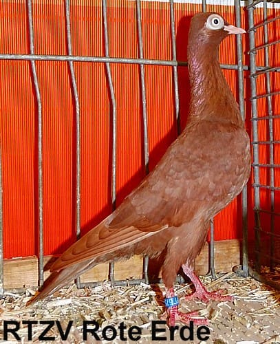 Wiener Tümmler in diversen Farbenschlägen, 4. Revierschau 2014