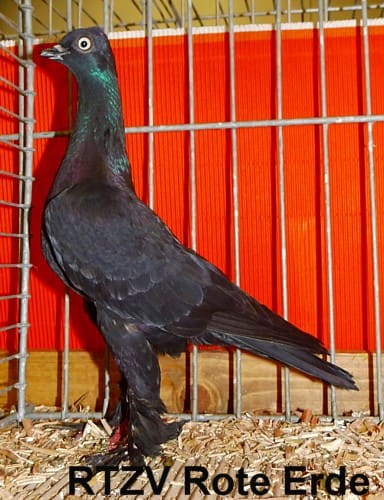 Wiener Tümmler in diversen Farbenschlägen, 4. Revierschau 2014