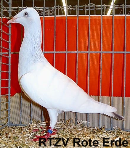 Polnischer Langschnäbliger Tümmler, 4. Revierschau 2014