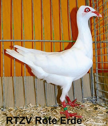 Stralsunder Hochflieger, 4. Revierschau 2014