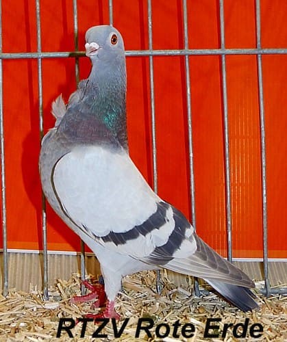 Figurita-Mövchen, 4. Revierschau 2014