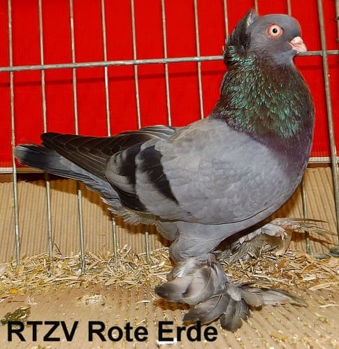 Ostpreussischer Werfer, 4. Revierschau 2014