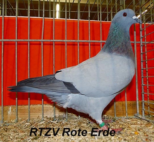 Münsterländer Feldtaube, 4. Revierschau 2014